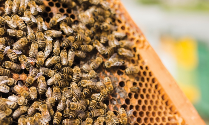 La cosecha de miel en la provincia de Málaga podría llegar a los 20 kilos por colmena